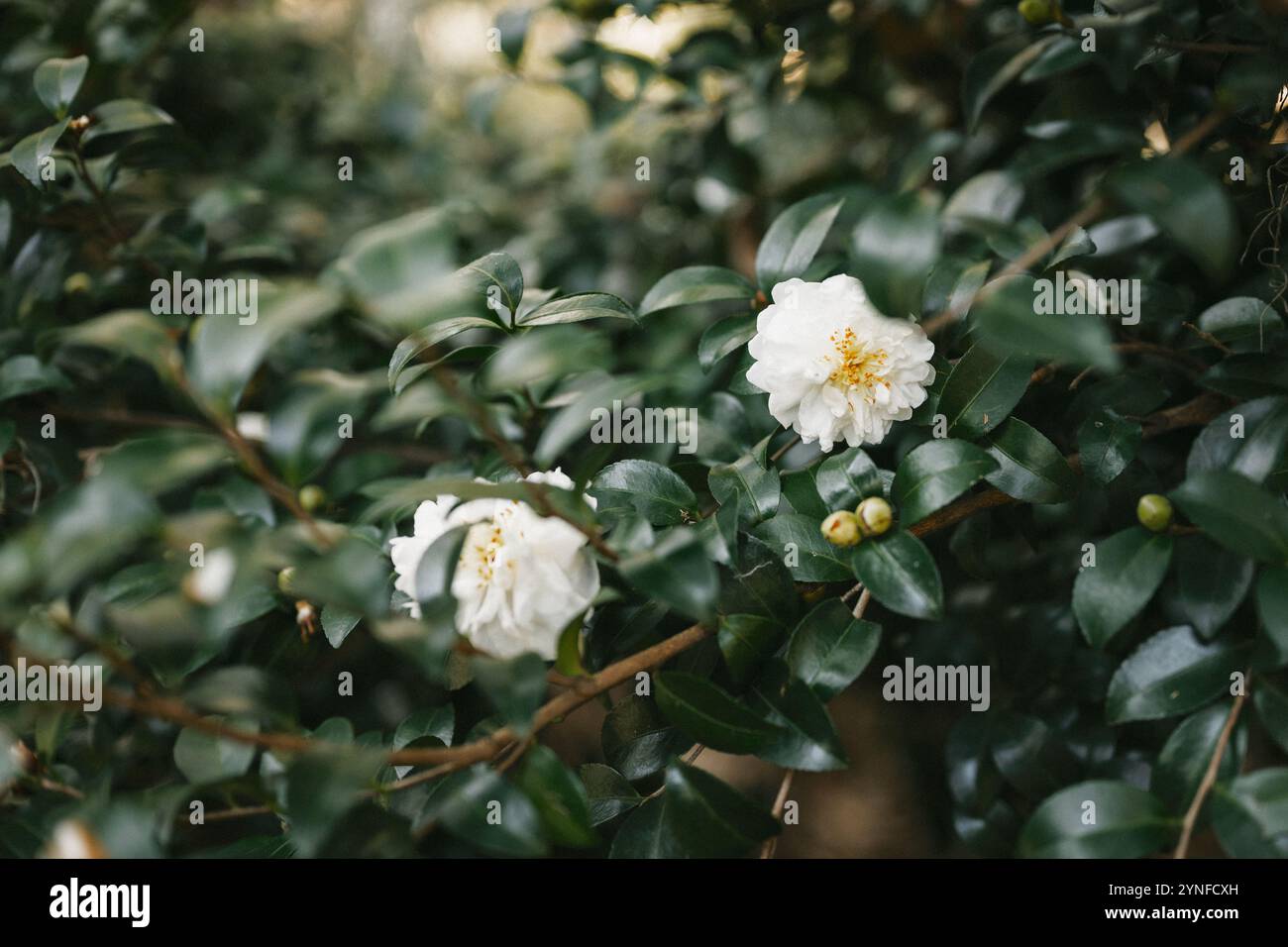 Eine Nahaufnahme einer blühenden weißen Kamelienblüte umgeben von grünem Laub und Blütenknospen in Forsyth Park, Savannah, Georgia Stockfoto