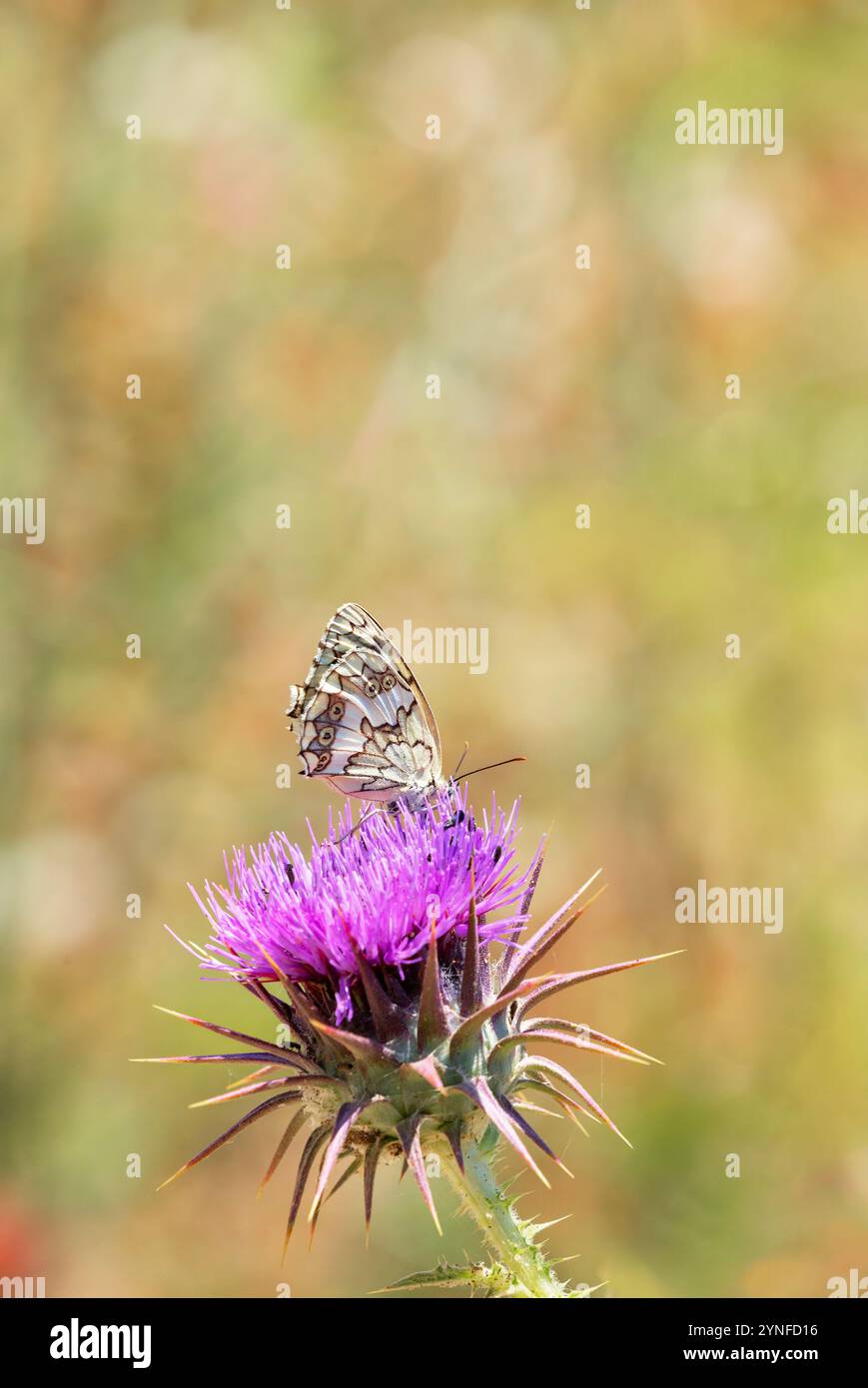Ein marmorierter weißer Schmetterling (Melanargia larissa) auf der Blume auf der Insel Serifos, Kykladen, Griechenland Stockfoto