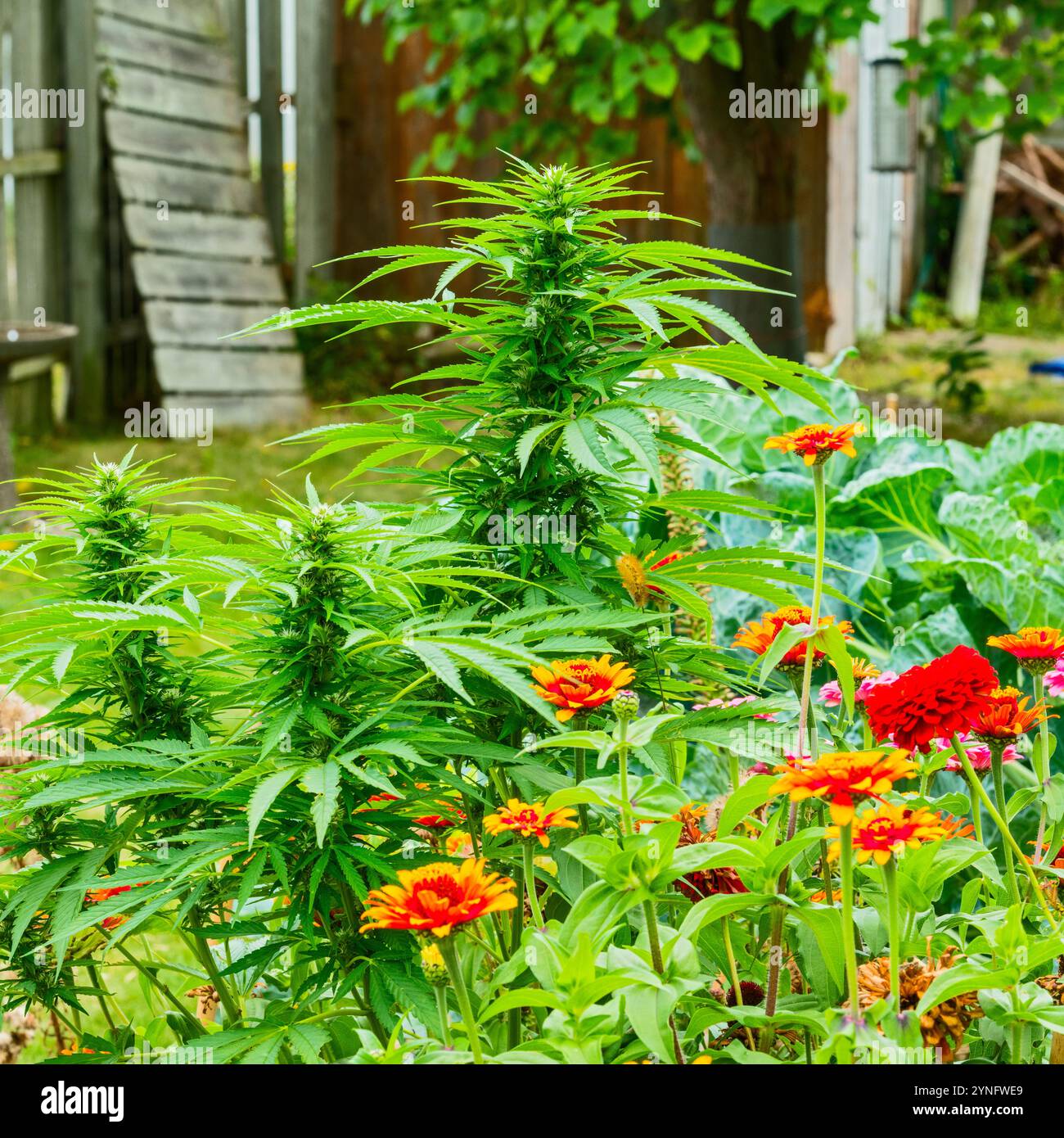 Hüttengarten mit blühendem Cannabis, Sonnenblumen und Zinnien in Michigan, USA. Stockfoto