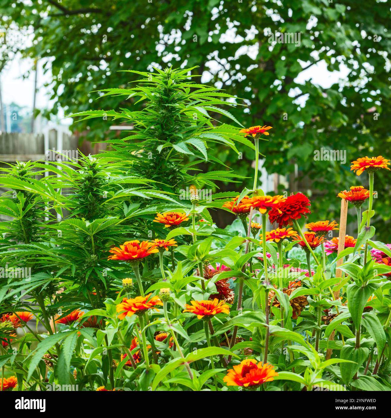 Hüttengarten mit blühendem Cannabis, Sonnenblumen und Zinnien in Michigan, USA. Stockfoto