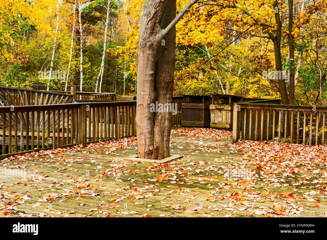 Hölzerne Terrasse um einen Reifen Baum in der Nähe des touristischen Angelteichs im verlassenen Touristenzentrum in der Nähe von Ludington, Michigan, USA. Stockfoto