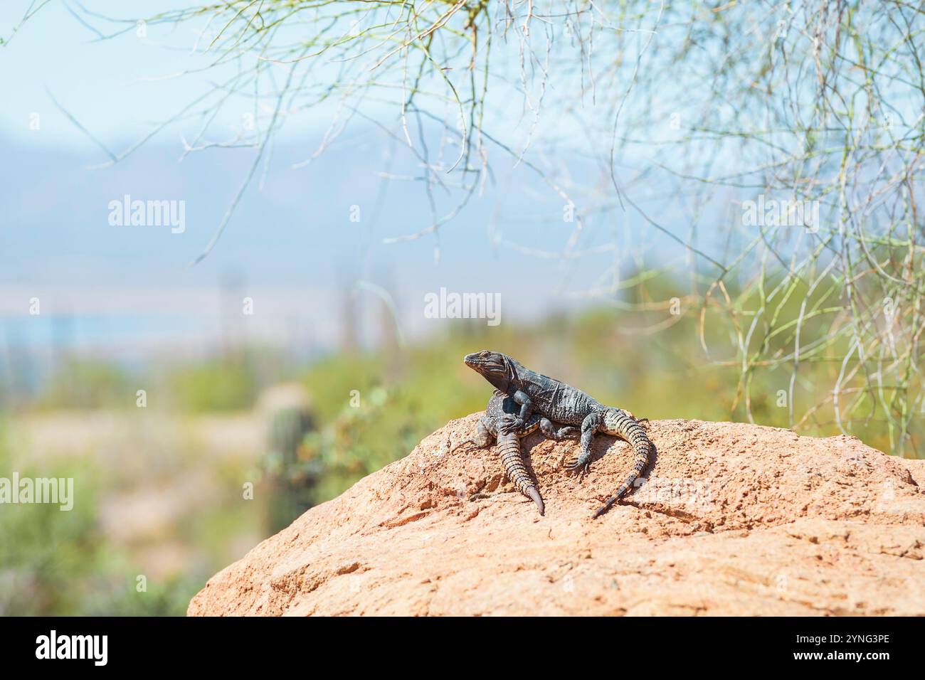 TUCSON, ARIZONA - 8. März 2014 - Ein Paar Sonora Stachelschwanzleguane (Ctenosaura macrolopha) im Arizona-Sonora Desert Museum Stockfoto