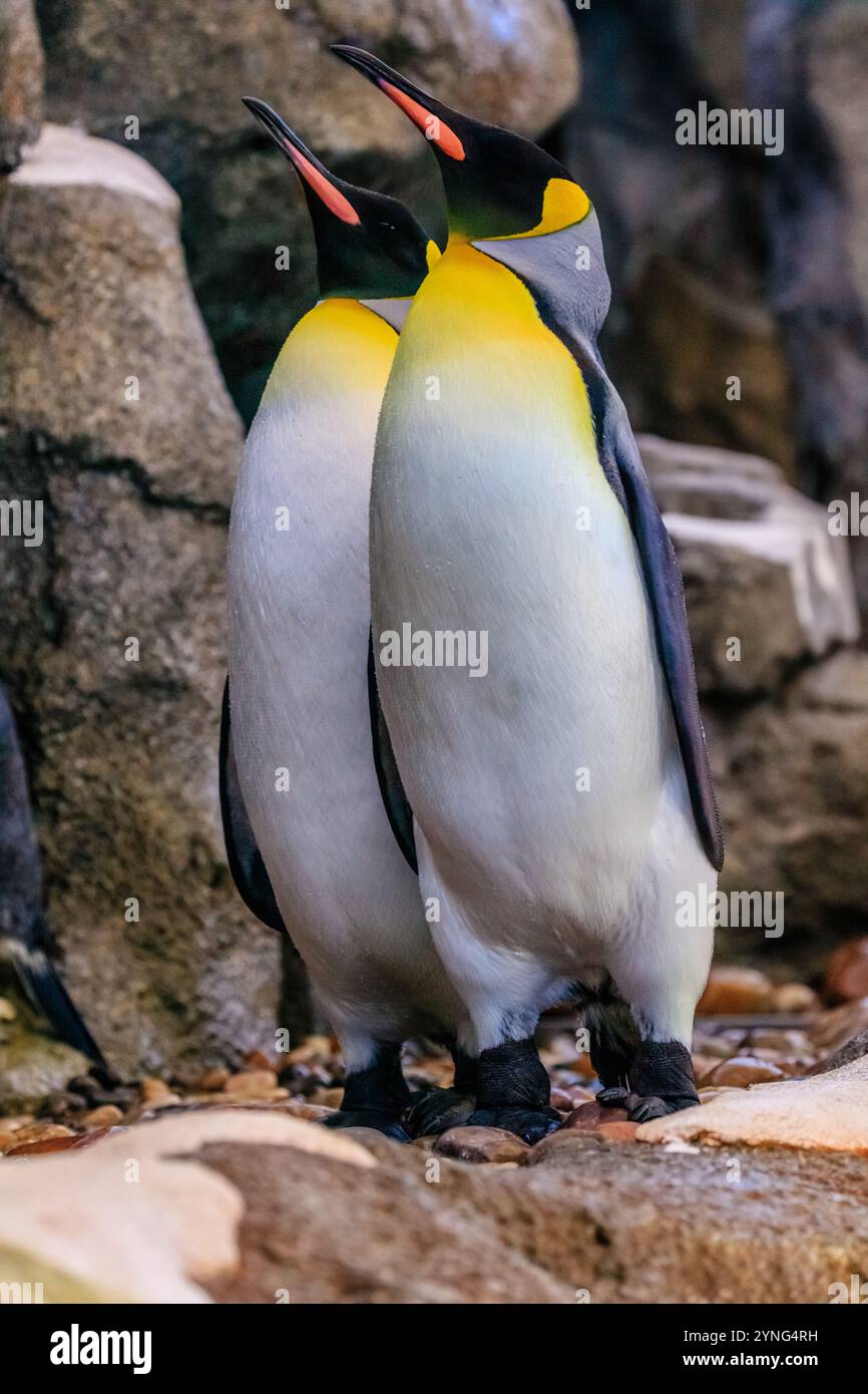 Zwei Pinguine stehen dicht nebeneinander an einem felsigen Ufer. Sie sind sowohl weiß als auch gelb, wobei einer von ihnen einen gelben Schnabel hat. Die Szene ist ca. Stockfoto