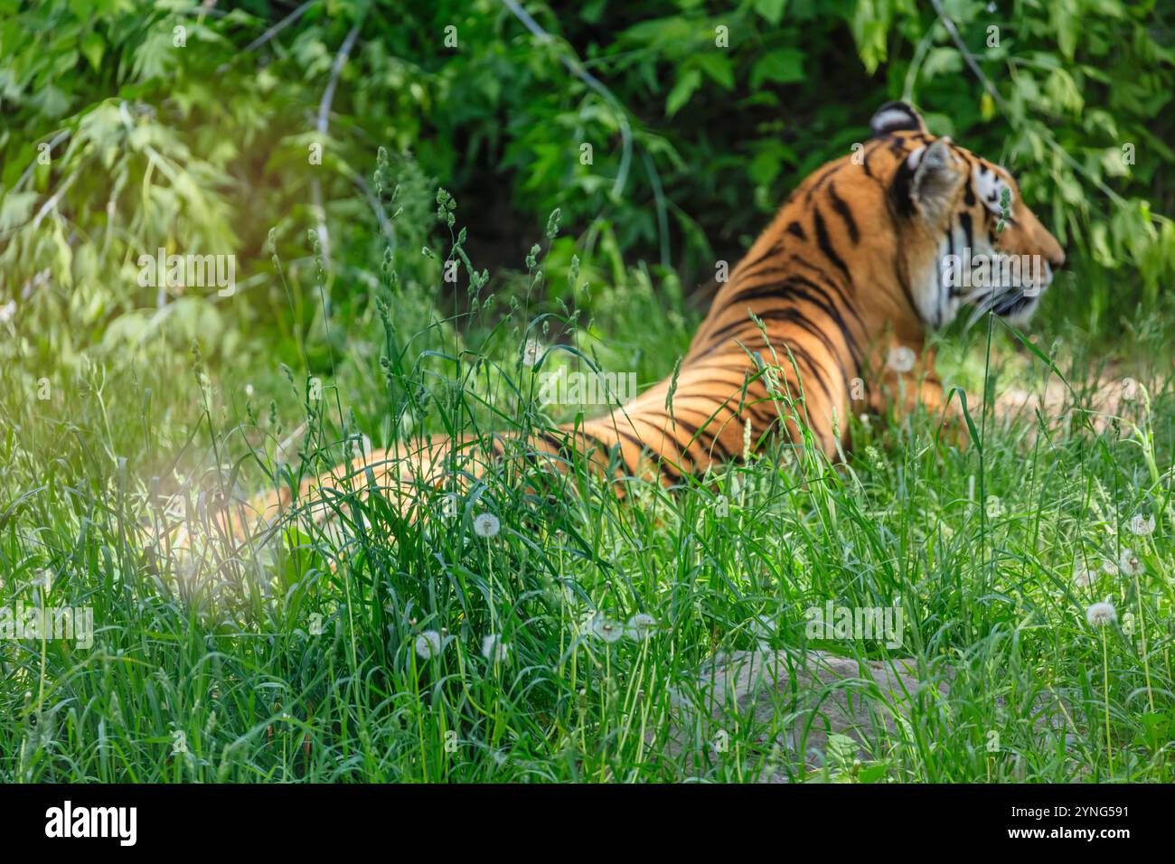 Ein Tiger liegt im Gras und schaut in die Kamera. Die Szene ist friedlich und ruhig, wobei der Tiger im Mittelpunkt steht Stockfoto