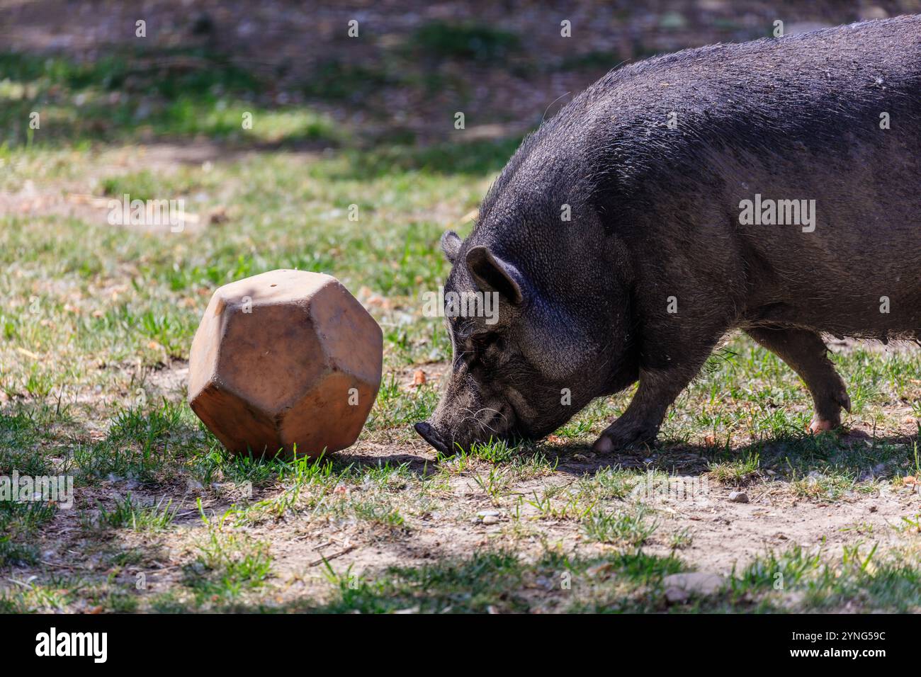 Ein Schwein schnüffelt einen Ball auf dem Boden. Die Szene ist friedlich und ruhig, und das Schwein scheint seine Zeit im Freien zu genießen Stockfoto