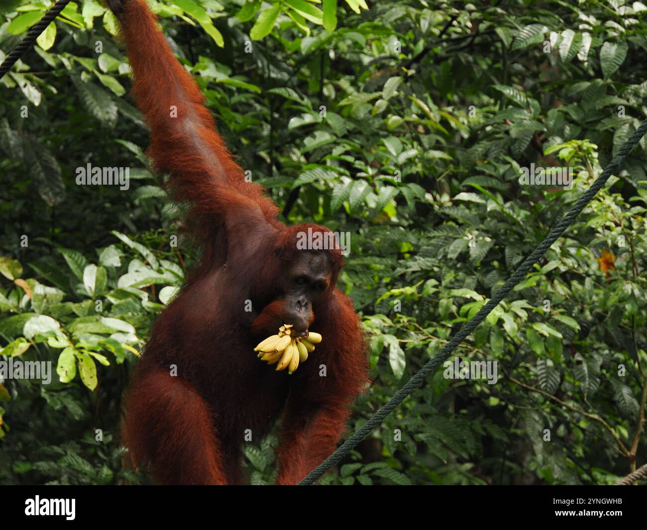 Orang-Utan schwingt anmutig durch den Dschungel und trägt Bananen im Mund Stockfoto