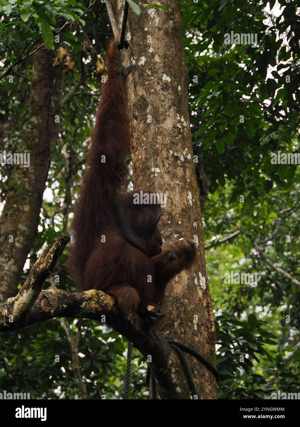 Orang-Utan, der sich auf einem Baum ruht und sich nahtlos in die Umgebung des Regenwaldes einfügt Stockfoto