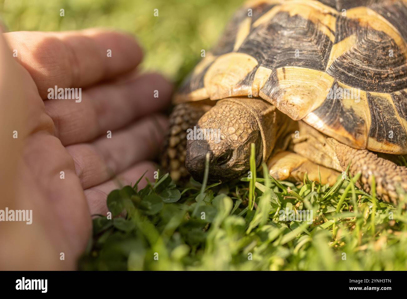 Eine griechische Schildkröte (testudo hermanni) in einem Garten im Sommer draußen Stockfoto