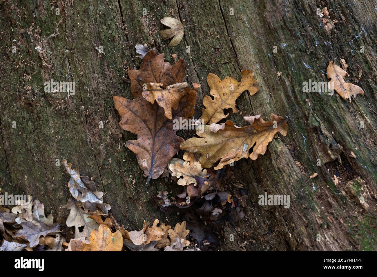 Herbstblätter fielen auf die Rinde eines Baumes Stockfoto