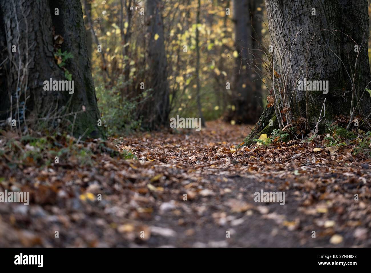 Ein Spaziergang durch die Wälder, englischer Wald im Herbst mit gelben, braunen und orangen Blättern auf den Bäumen und Herbstlaub auf dem Boden Stockfoto
