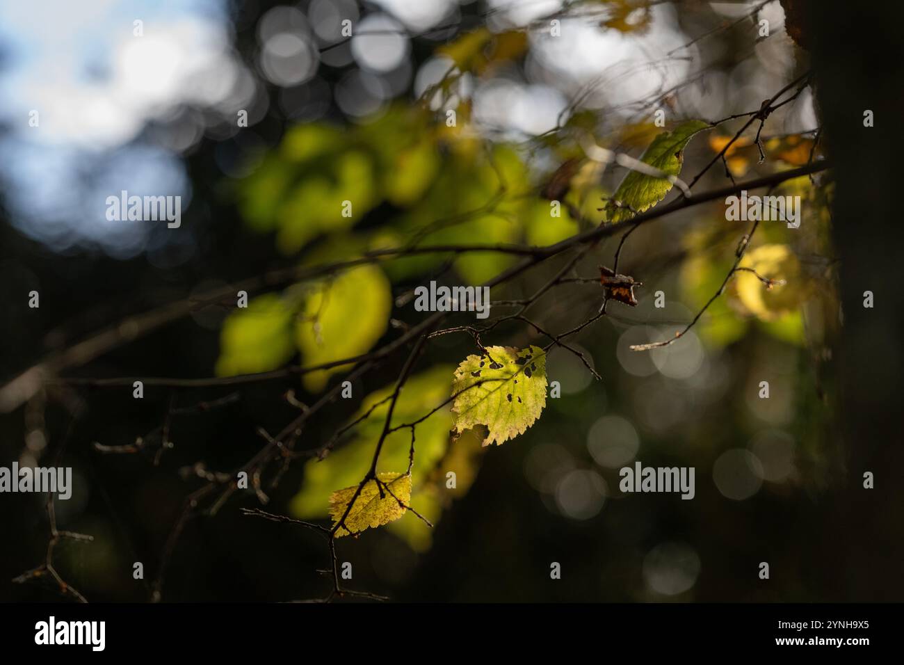 Herbstlaub im Wald mit Sonnenschein durch die Bäume Stockfoto