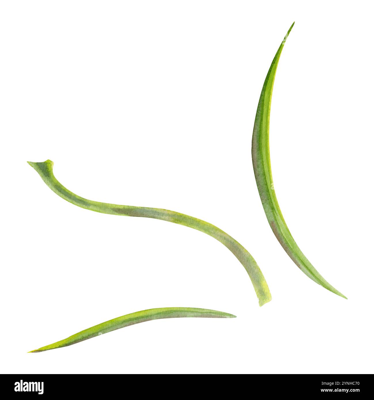 Grüne Blätter, Blütenstämme, frühe Frühlingspflanzen, botanische Illustration handgezeichnet in Aquarell. Einzelelement isoliert auf weiß für Hochzeit Stockfoto