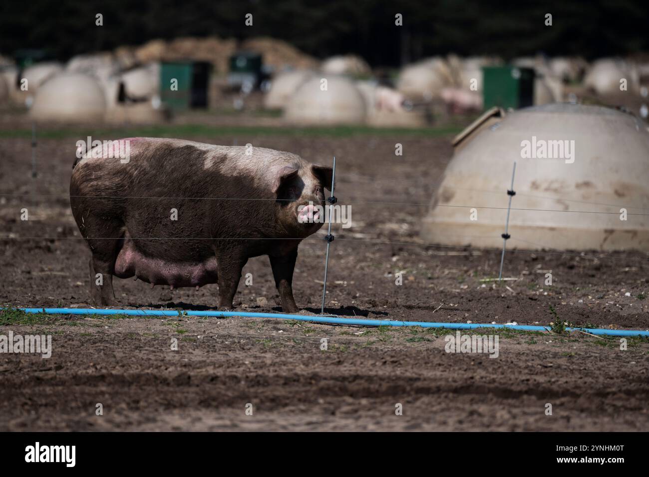 Trächtige Sutton Heath Suffolk Stockfoto