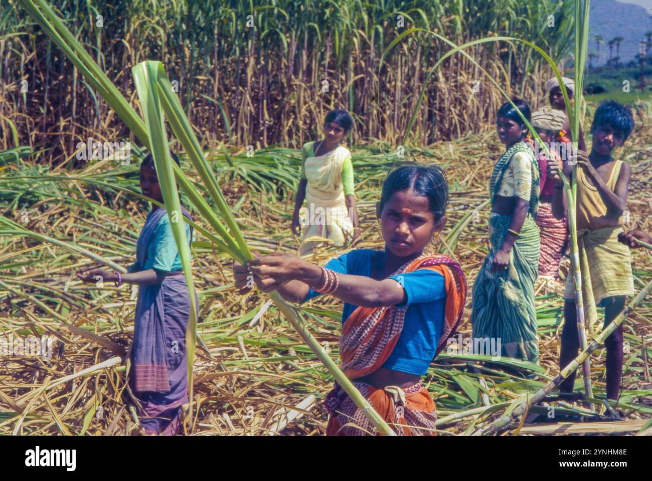 Indien, Tamil Nadu, Frauen und Mädchen arbeiten auf einer Zuckerrohrplantage und entfernen die Blätter von den Zuckerrohrhalmen. Stockfoto