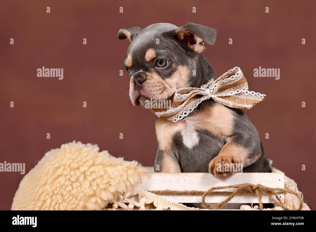 Lilafarbener französischer Bulldog-Hund Welpe in weißer Box vor braunem Hintergrund Stockfoto
