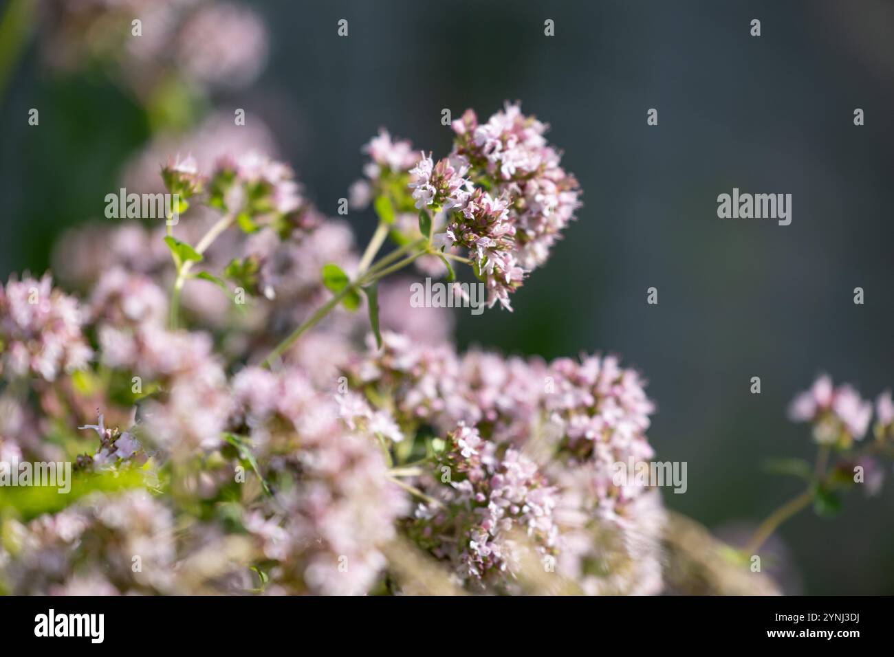 Lila, duftende Blumen von Oregano-Pflanzen, die im Garten wachsen. Wunderschöne Sommerlandschaft von Lettland, Nordeuropa. Stockfoto