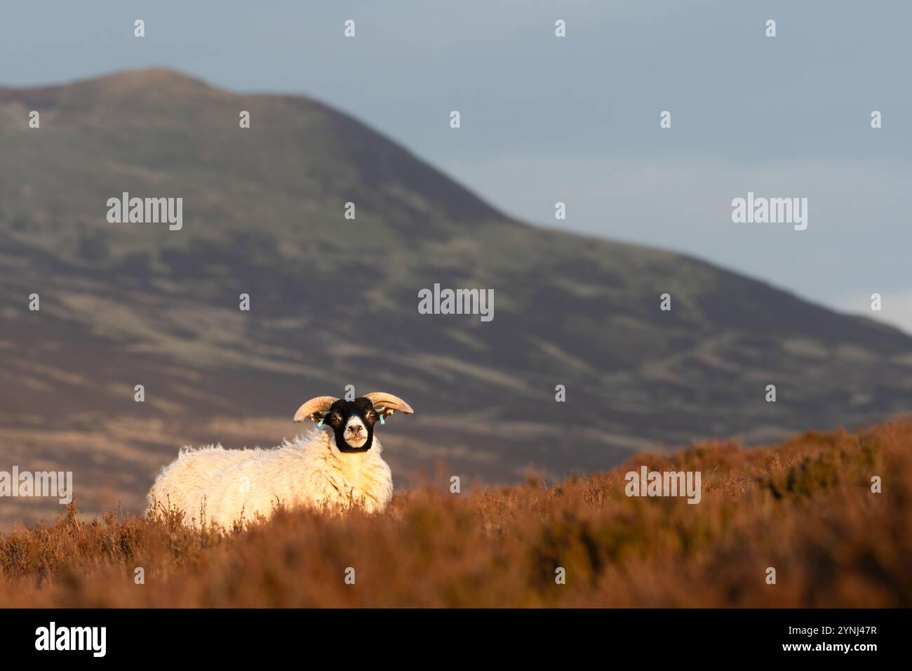 Schottisches Schwarzgesichtsschaf, Perthshire, Schottland Stockfoto