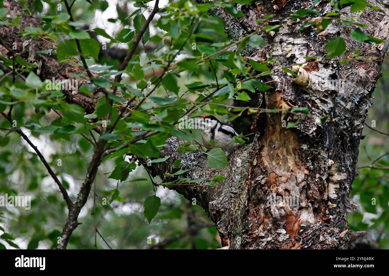 Junger Großspecht im Wald Stockfoto