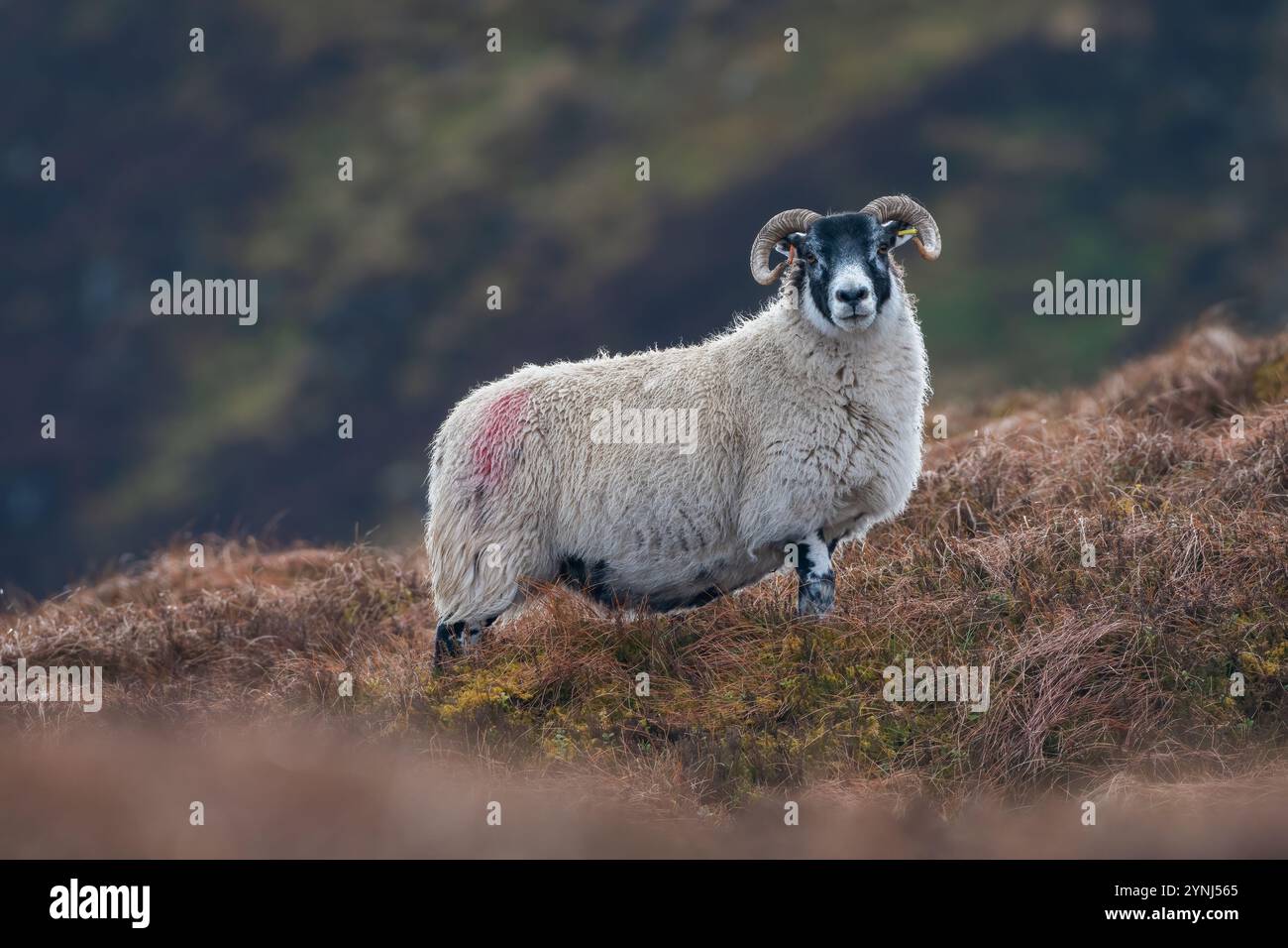 Schottisches Schwarzgesichtsschaf, Perthshire, Schottland Stockfoto