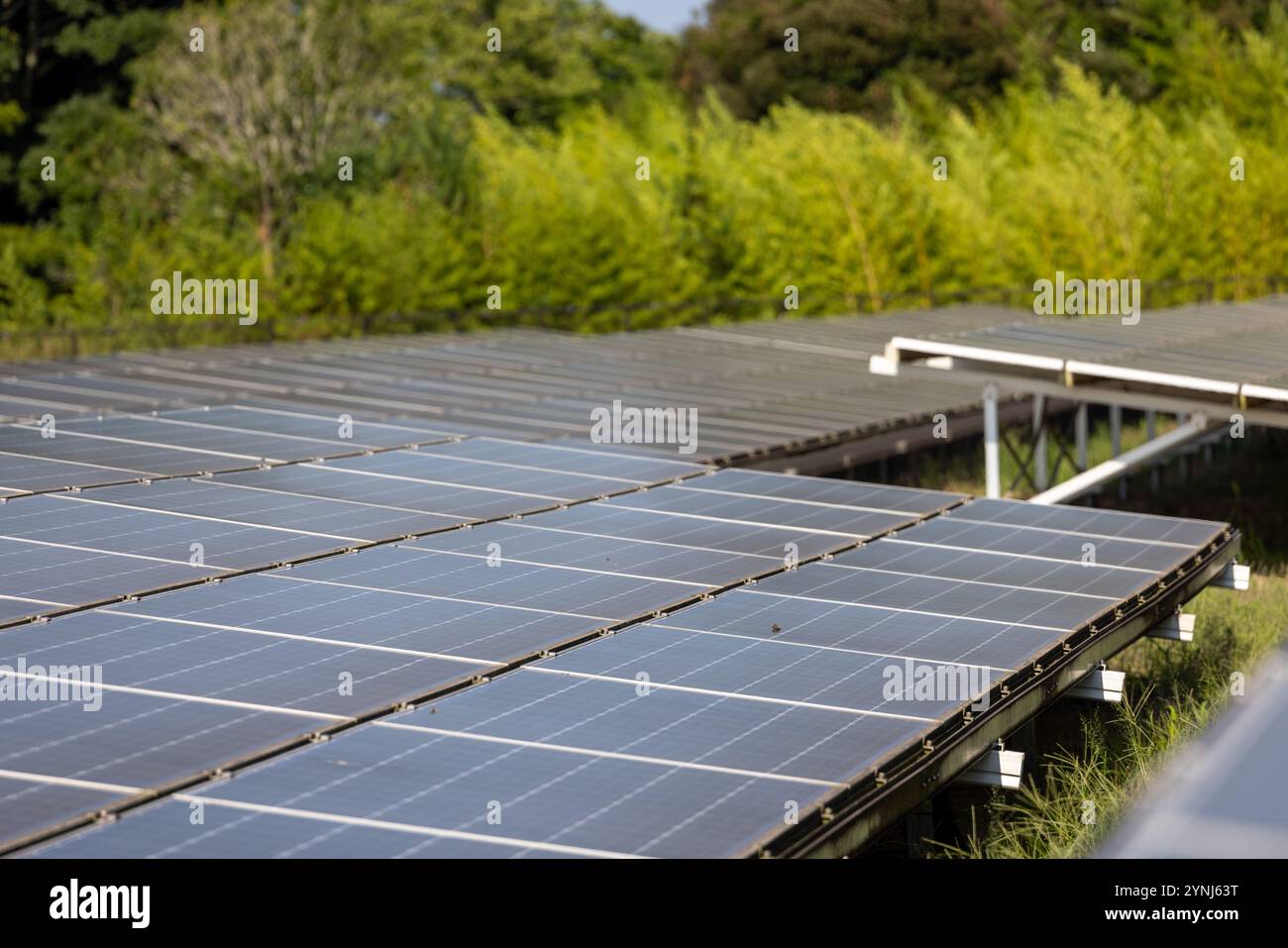 Solarfarm mit Panels inmitten von Grün Stockfoto