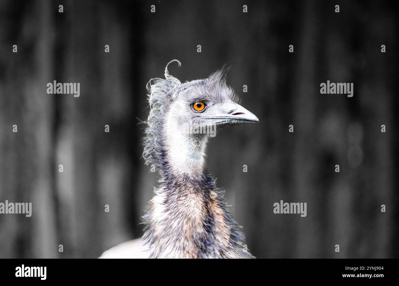 Porträt einer ewu. Großer flugunfähiger Vogel. Dromaius novaehollandiae. Stockfoto