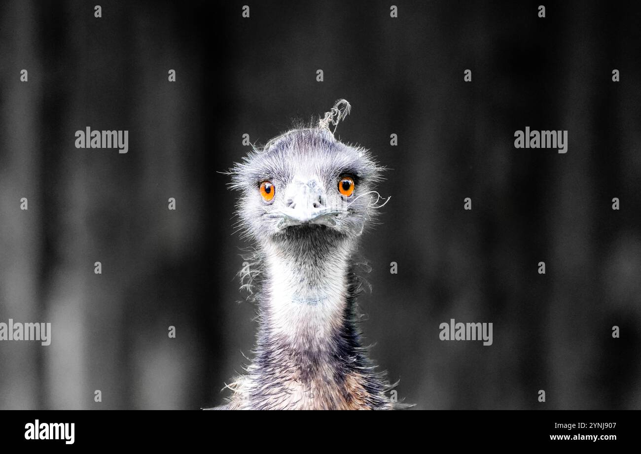 Porträt einer ewu. Großer flugunfähiger Vogel. Dromaius novaehollandiae. Stockfoto