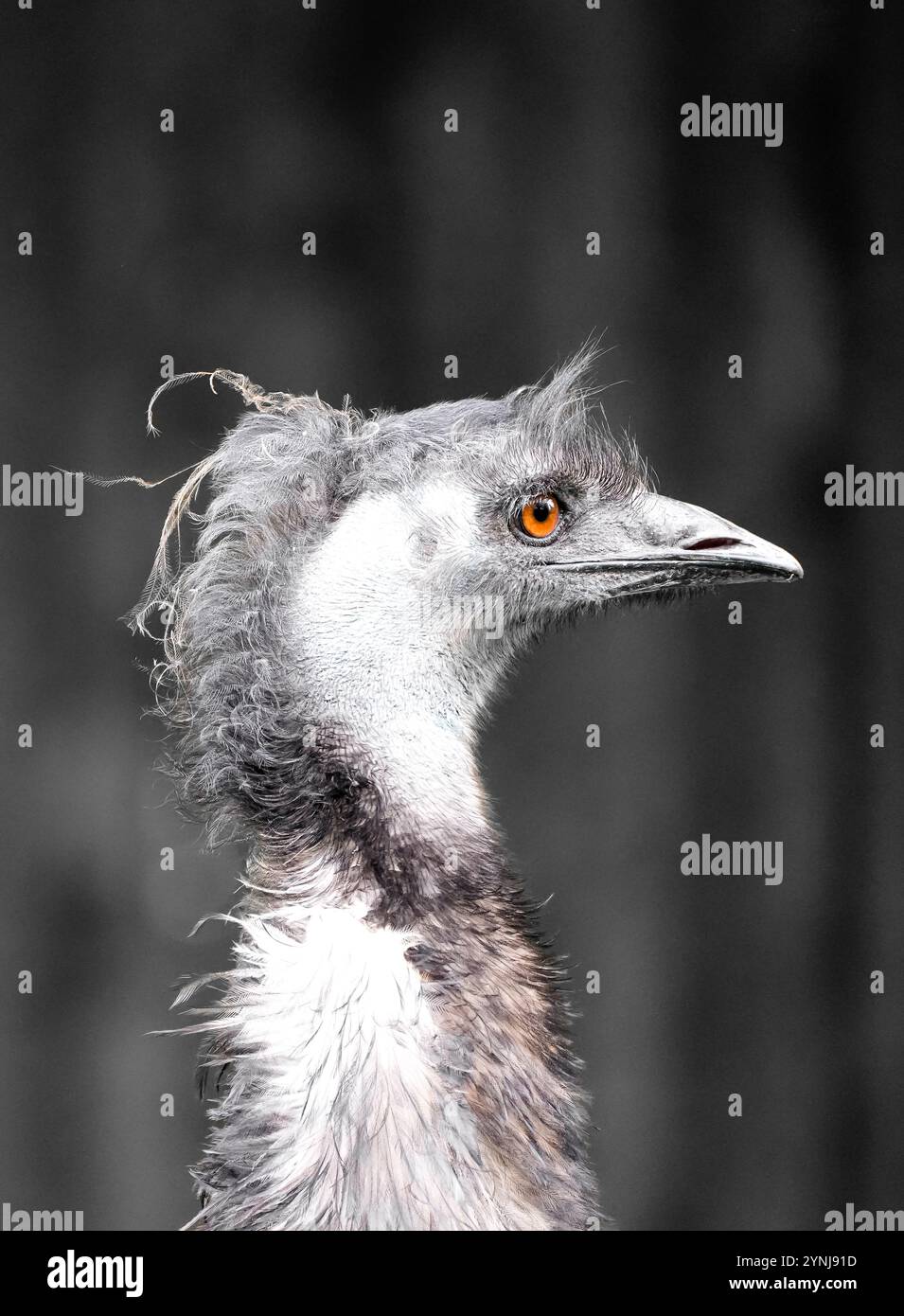 Porträt einer ewu. Großer flugunfähiger Vogel. Dromaius novaehollandiae. Stockfoto