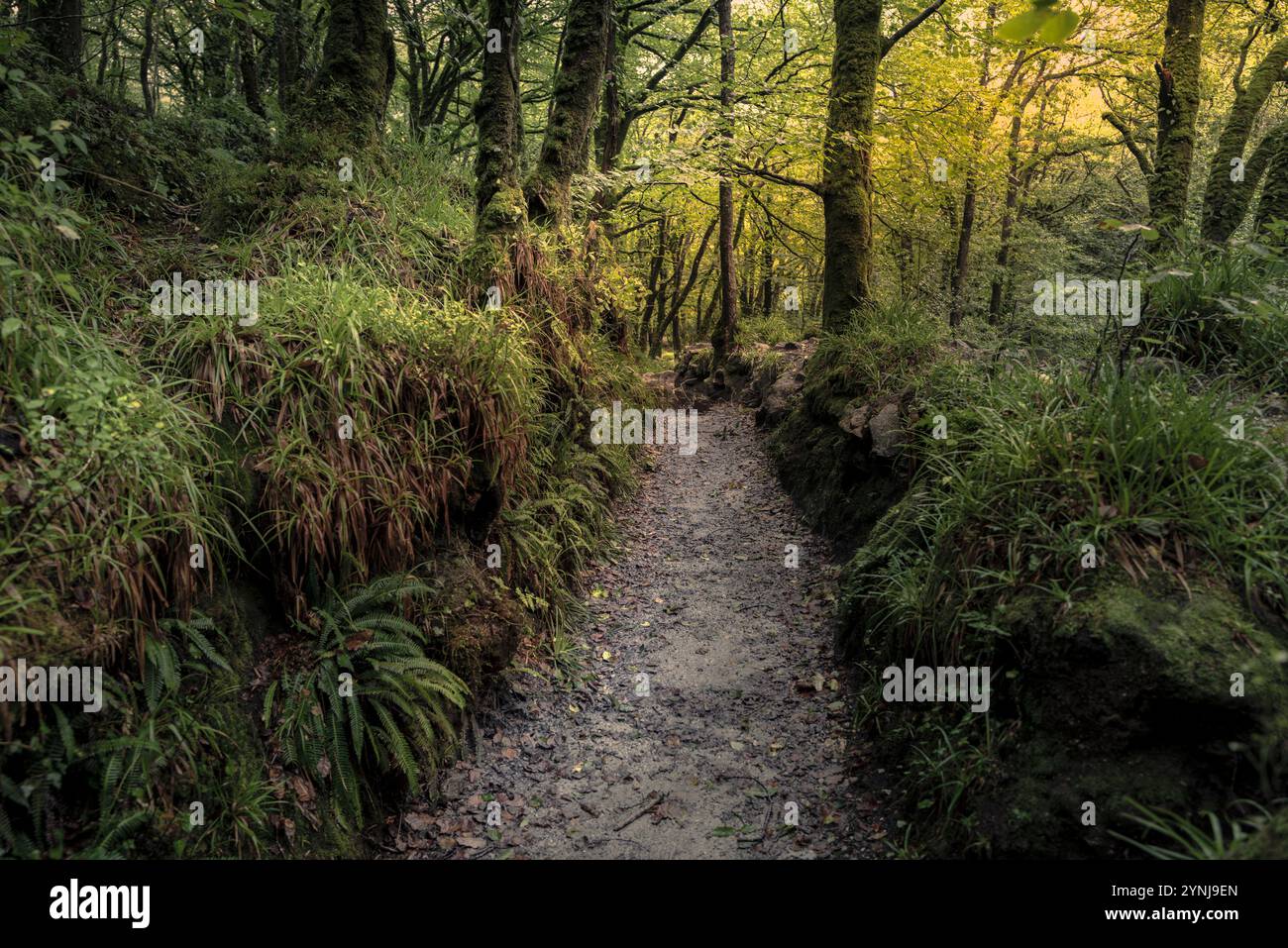 Der Leet Path durch den alten Eichenwald des Draynes Wood auf Bodmin Moor in Cornwall in Großbritannien. Stockfoto