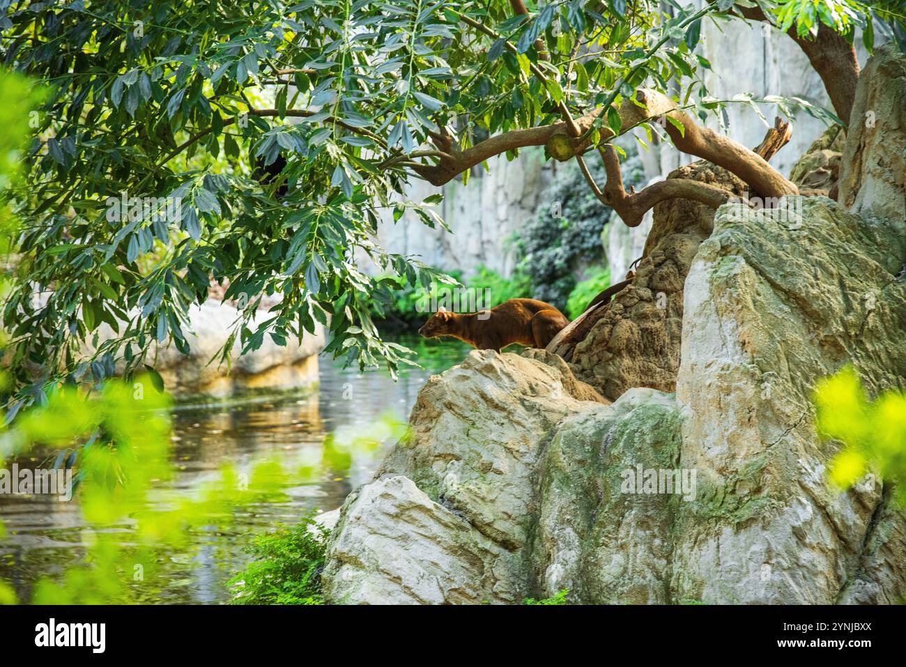 Madagaskar-Raubtier Fossa Cryptoprocta ferox Stockfoto