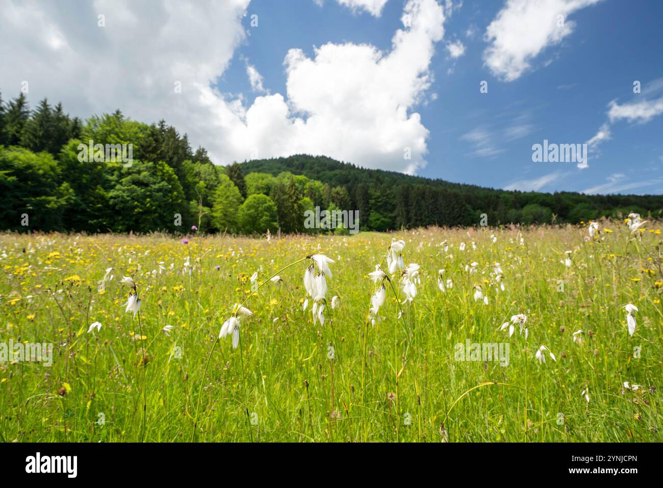 Blumenwiese am Reitberg in der GMD. Anger (Berchtesgadener Land - Rupertiwinkel)schmalblättriges Wollgras - Eriophorum angustifolium Stockfoto