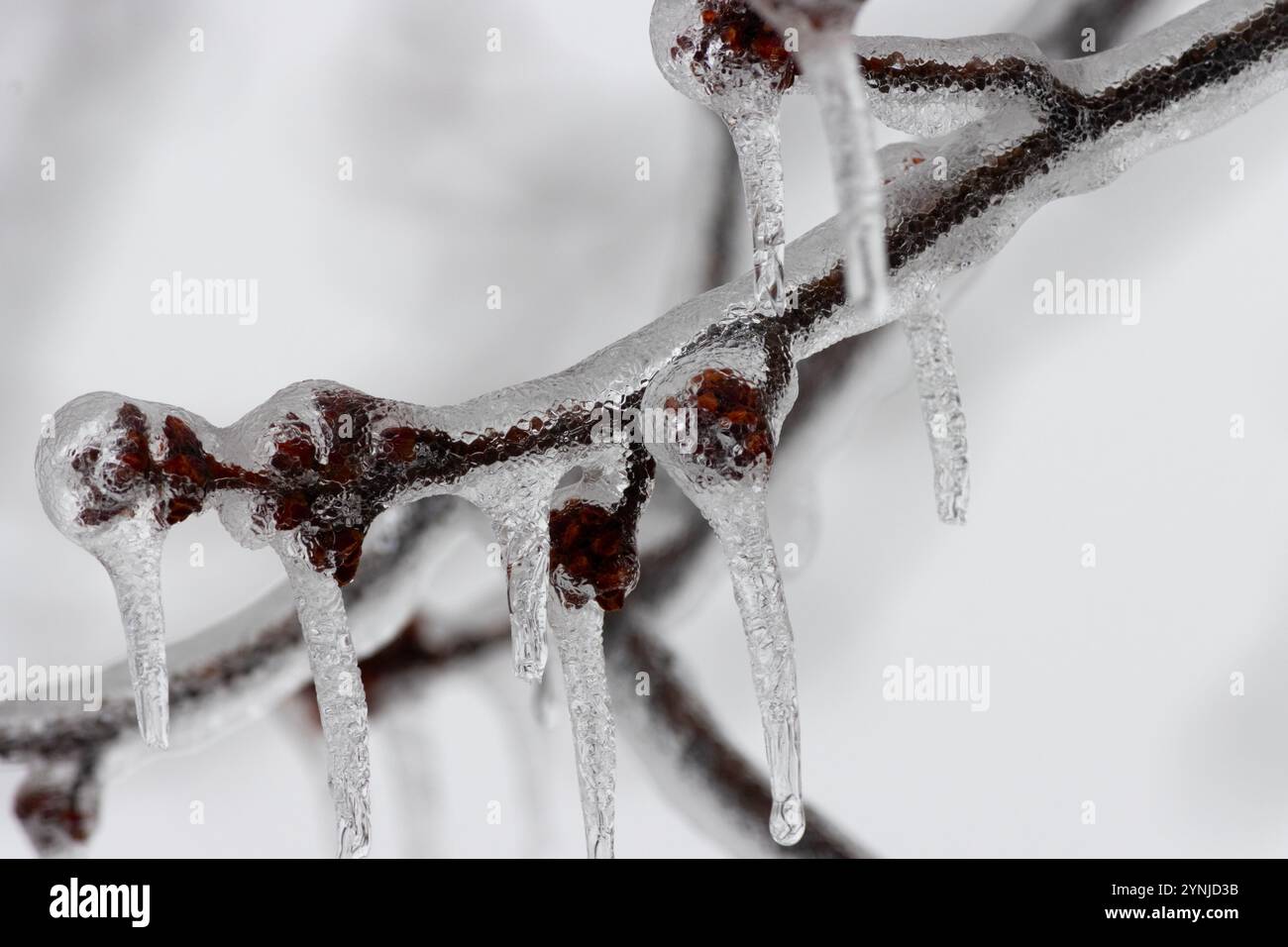 Eine Eisschicht auf einem Zweig ist in aufeinanderfolgenden Formen gemustert Stockfoto