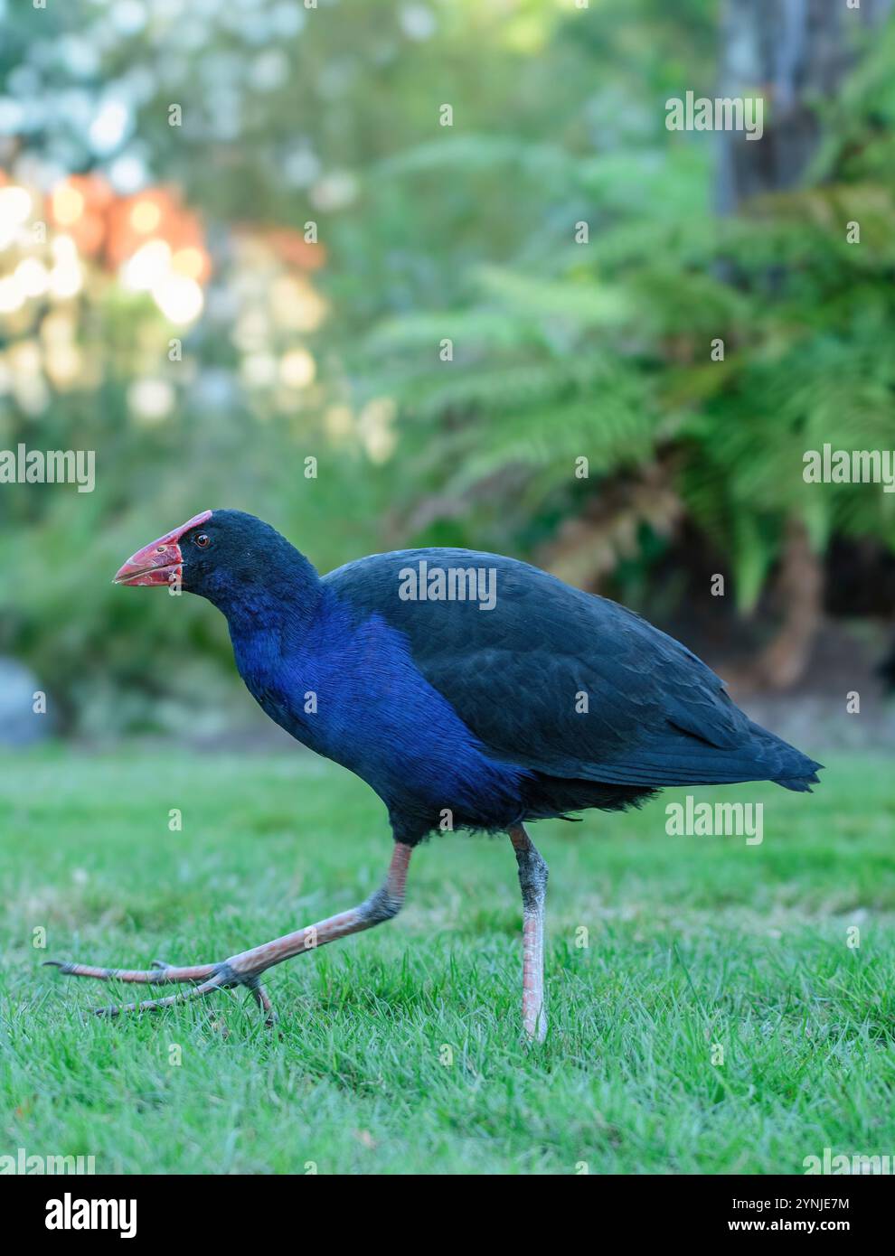 Neuseeland, Nordinsel, Rotorua, Pukeko, Australasischer Sumpf, Porphyrio melanotus, Stockfoto