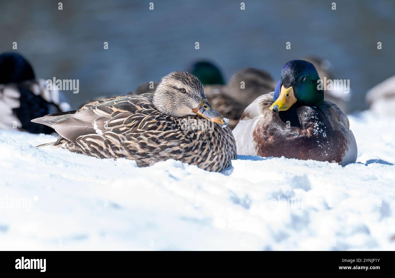 Stockenten (Anas platyrhynchos), weiblich und männlich, liegen im Schnee, unter der Sonne Stockfoto