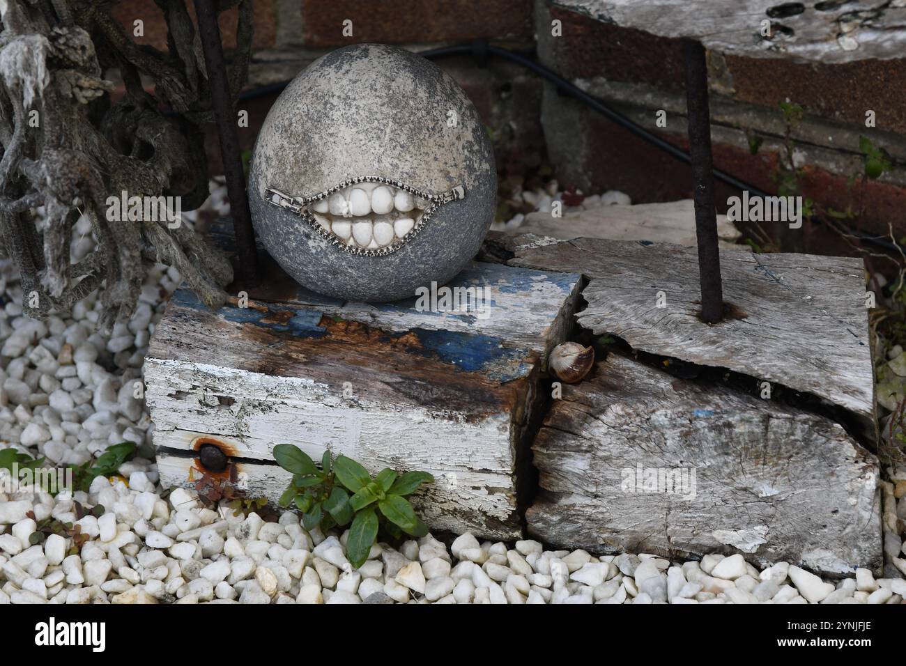Kiesel mit Zähnen Stockfoto