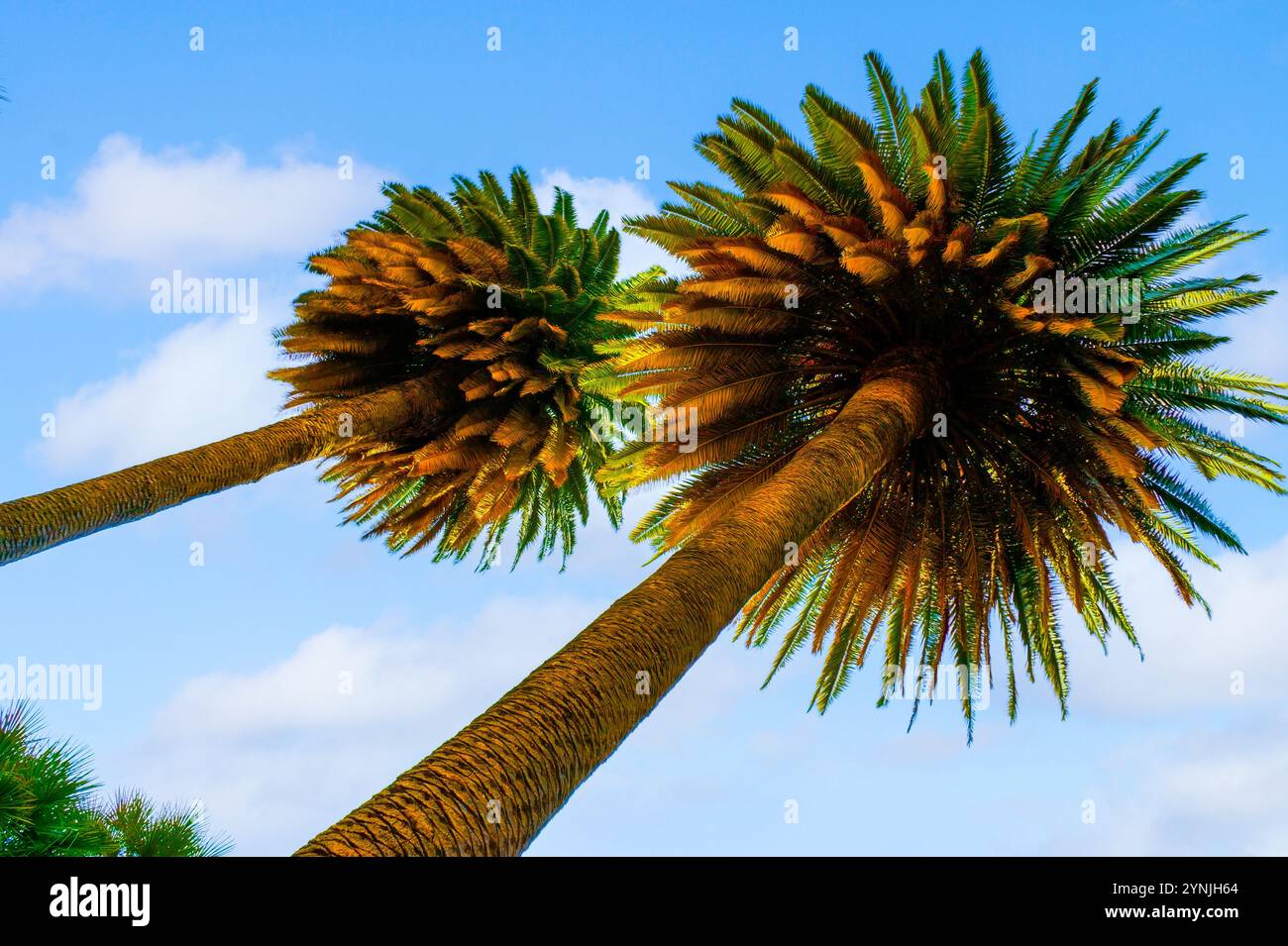 Malerische hohe Palmen in den Gärten des Barberini-Palastes in Rom, Italien Stockfoto