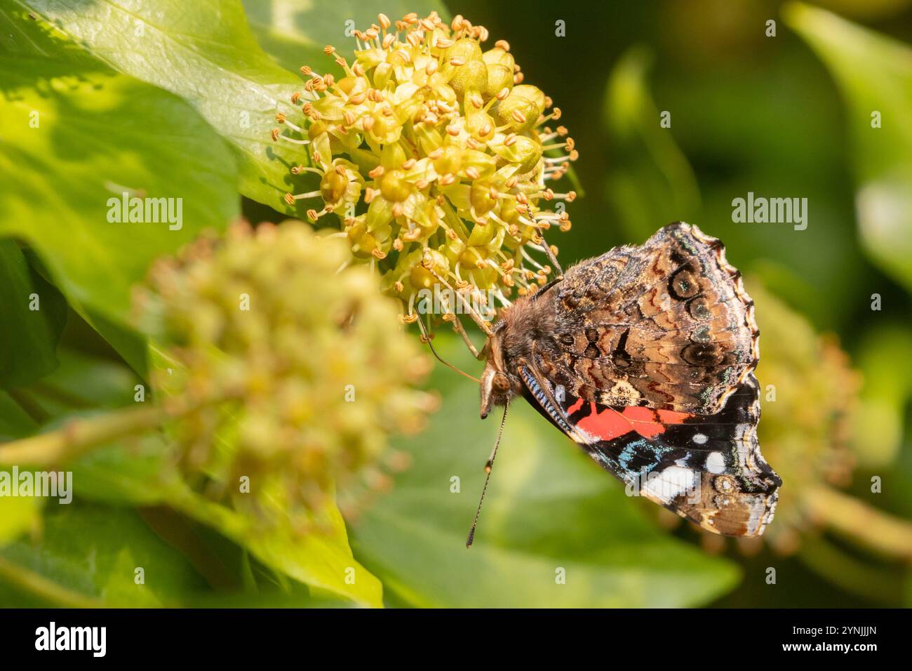 Roter Admiral (Vanessa atalanta), der auf blühenden Efeu nekariert. Sussex, Großbritannien. Stockfoto