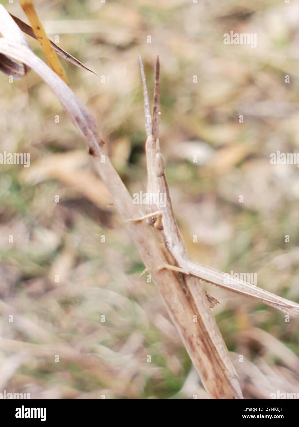 Langhaarige Zahnstocher Grasshopper (Achurum carinatum) Stockfoto