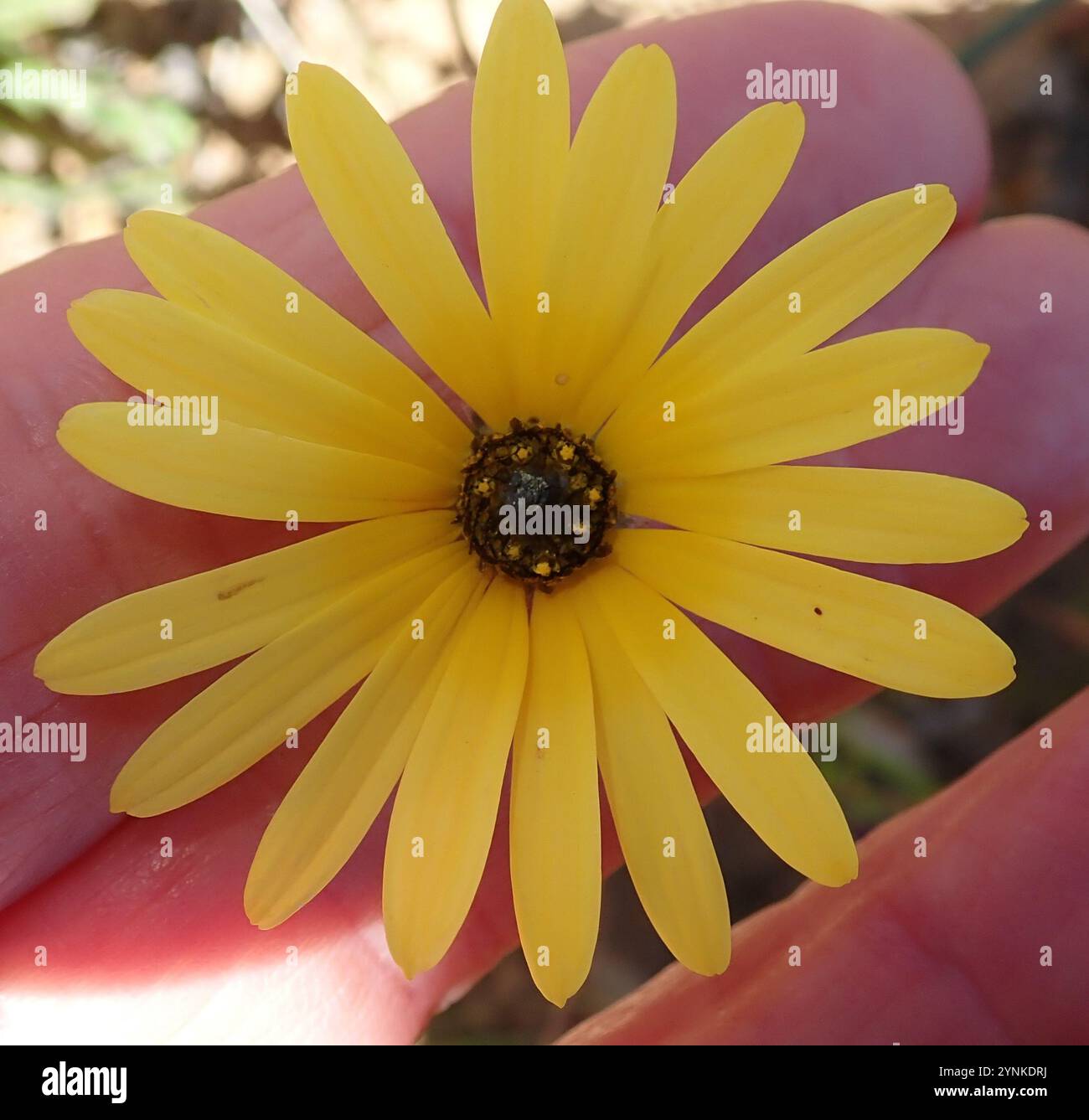 Sandveld Paraseed (Ursinia cakilefolia) Stockfoto