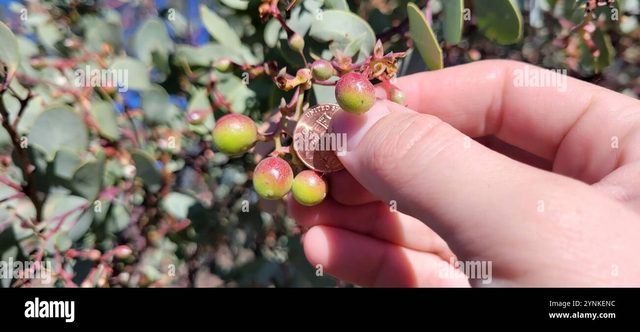 Big Berry Manzanita (Arctostaphylos glauca) Stockfoto