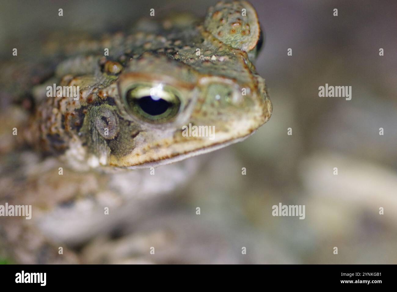 Riesenröte (Rhinella horribilis) Stockfoto