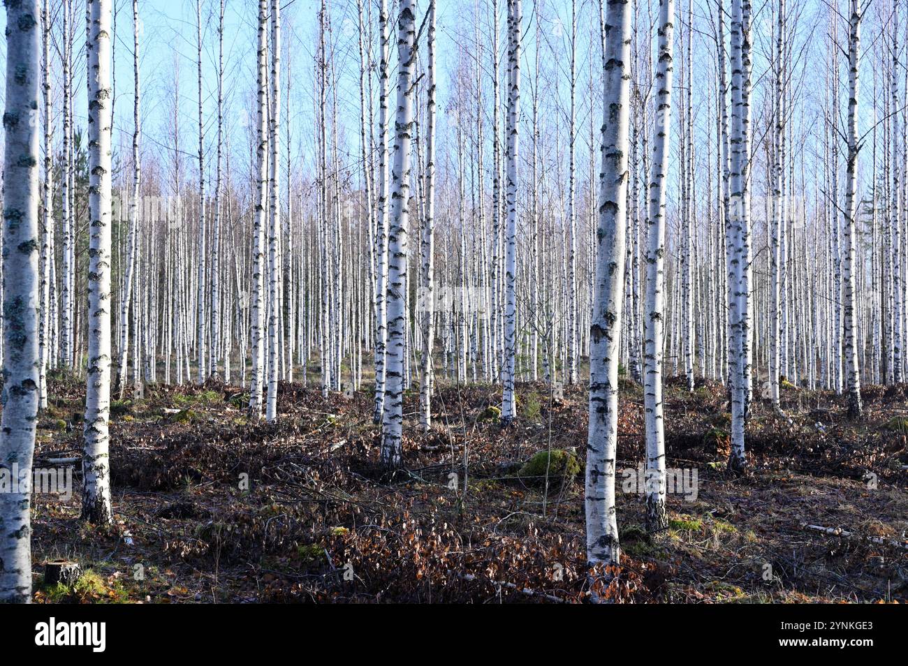 Ein ruhiger Birkenwald in sanftem natürlichem Licht. Die weiße Rinde der schlanken Birken steht in einem wunderschönen Kontrast zu den Erdtönen der Waldvögel Stockfoto