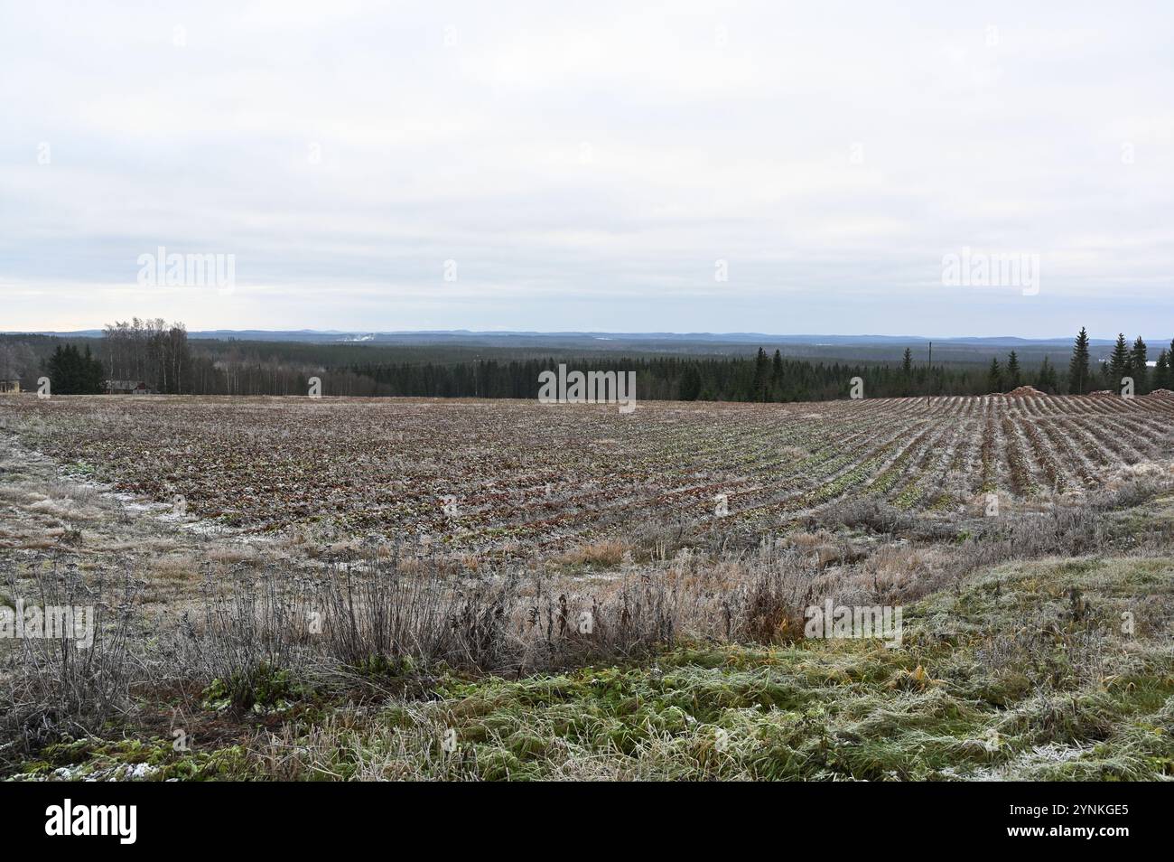 Ein riesiges, frostiges Feld an einem bewölkten Tag mit ordentlichen Reihen von Feldfrüchten, die sich bis zum Horizont erstrecken. Die gedämpften Töne der Landschaft werden durch Patch unterbrochen Stockfoto
