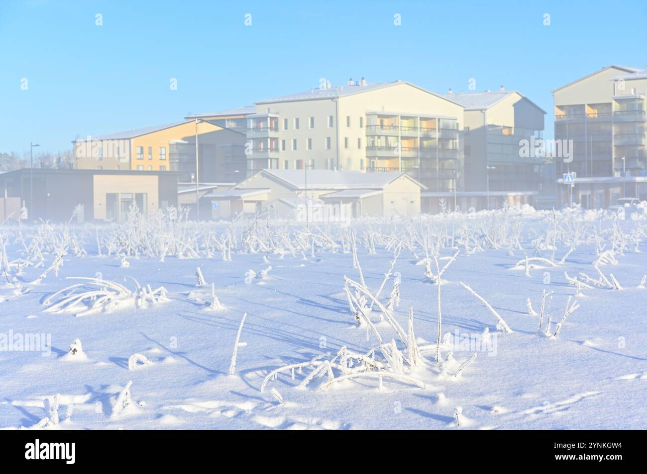 Ein ruhiger Wintermorgen in einem Vorstadtviertel. Der Vordergrund wird von einem schneebedeckten Feld mit frostiger Vegetation dominiert, während moderne Bewohner Stockfoto