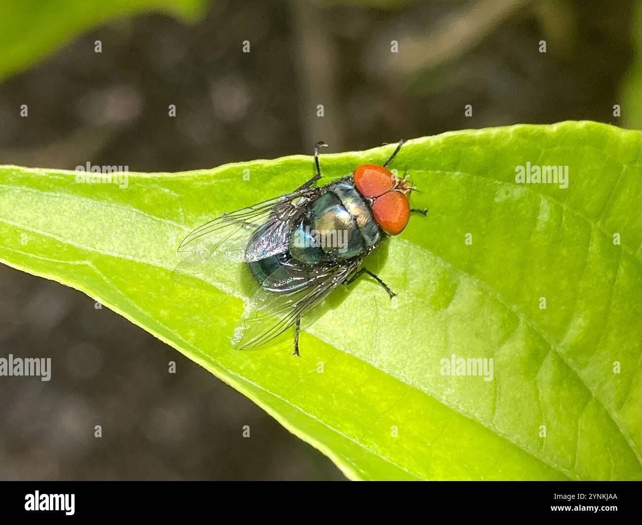 Orientalische Latrinenfliege (Chrysomya megacephala) Stockfoto