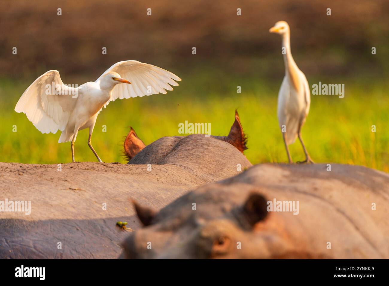 Westliche Rindergrüße, die auf einem schlafenden Hippopotamus im Mana Pools National Park in Simbabwe zu sehen sind. Stockfoto