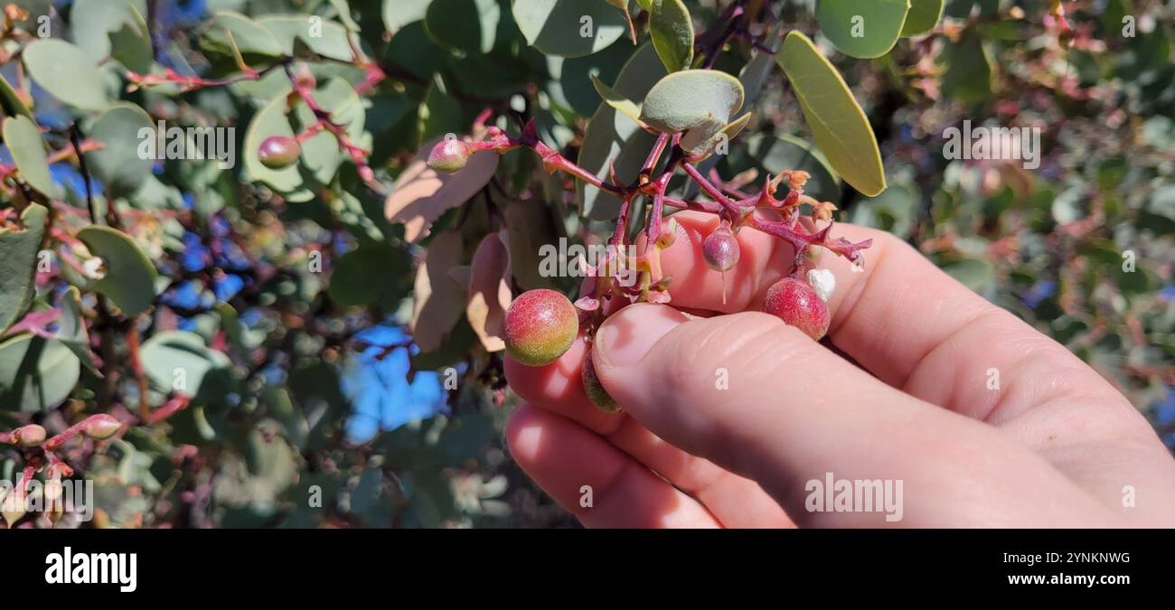 Big Berry Manzanita (Arctostaphylos glauca) Stockfoto