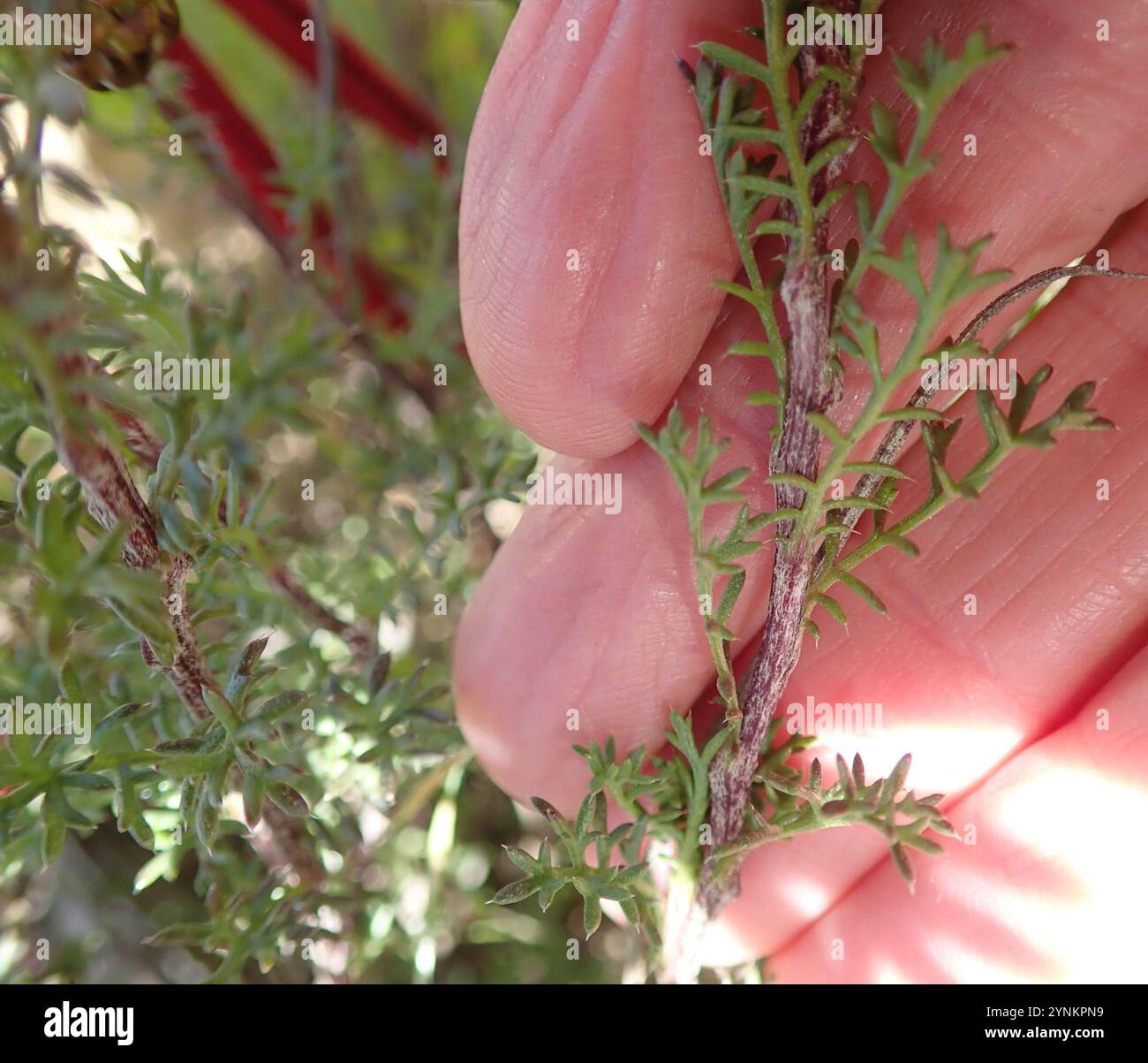 Sandveld Paraseed (Ursinia cakilefolia) Stockfoto