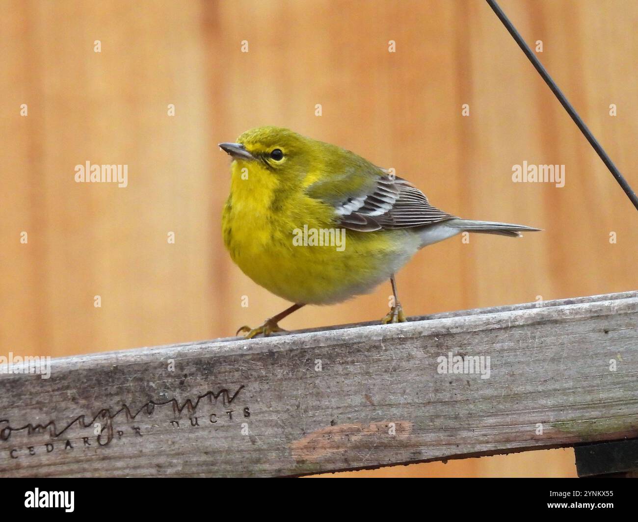 Kiefernfänger (Setophaga pinus) Stockfoto