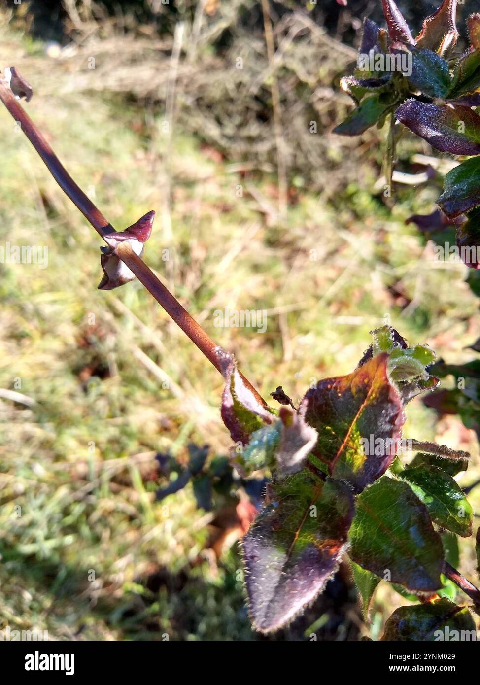 Pinke Geißblatt (Lonicera hispidula) Stockfoto