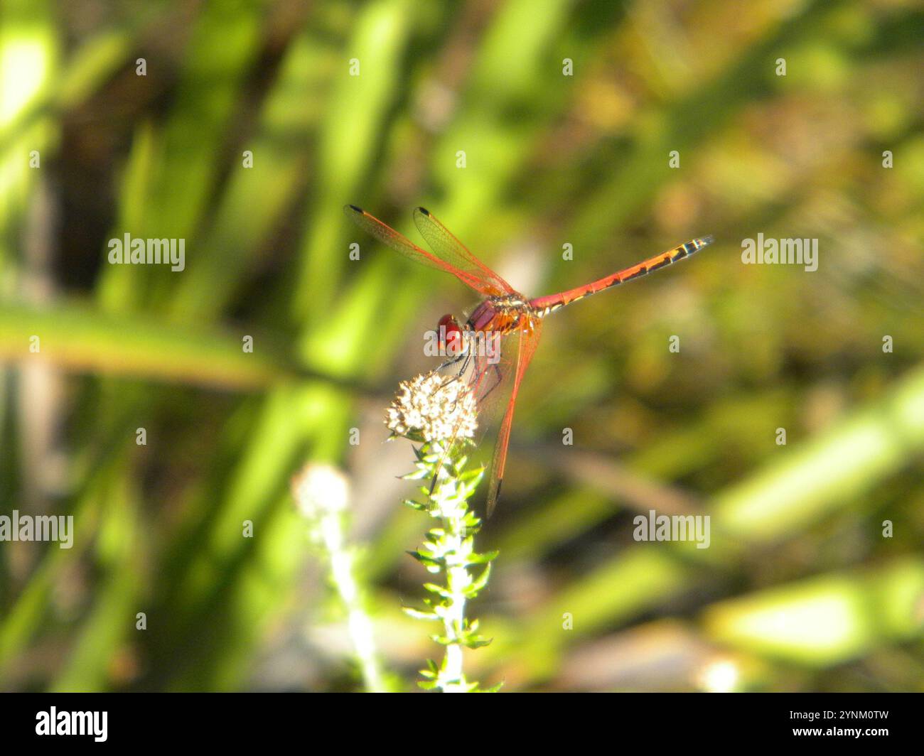 Rotgeäderter Tropfen (Trithemis arteriosa) Stockfoto